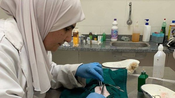 شاهد .. أطباء بيطريون ينقذون حياة قطة بعملية قيصرية في الغربية شاهد .. أطباء بيطريون ينقذون حياة قطة بعملية قيصرية في الغربية