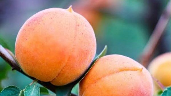 فوائد تناول المشمش