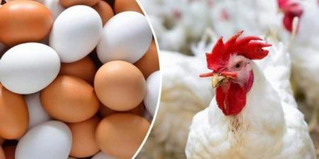 أسعار الدواجن والبيض اليوم الأربعاء 28 مايو - لايف نيوز