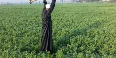 انتشار الحشرات وضعف عمليات التلقيح.. كيف يؤثر فصل الصيف على الزراعة بمصر؟ - لايف نيوز