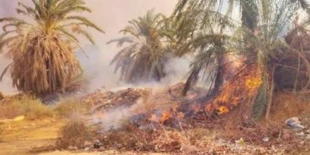 السيطرة على حريق بمزرعة نخيل بمدينة موط بالوادي الجديد - لايف نيوز