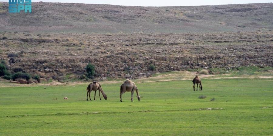 تصاريح للرعي بالفياض والمتنزهات - لايف نيوز