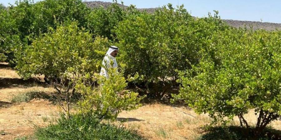 بيئة خليص تنفذ جولات رقابية وتسحب عينات من منتجات المزارعين في وادي قديد - لايف نيوز