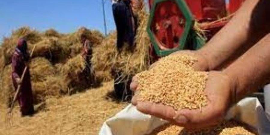 "الزراعة": مصر تحتل المركز الـ15 عالميا فى إنتاج القمح بإجمالي 10 ملايين طن - لايف نيوز