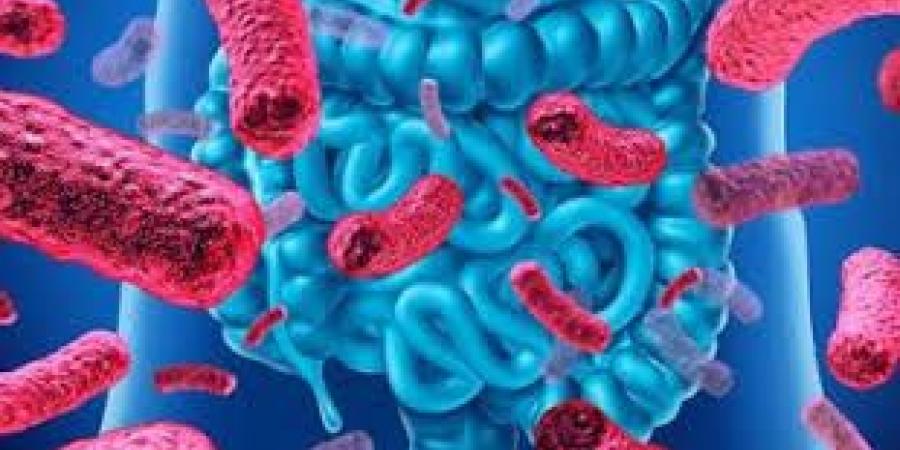 بكتيريا الأمعاء النافعة أمل جديد لعلاج السرطان.. دراسة تثير الجدل - لايف نيوز