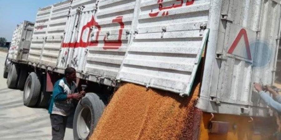 توريد 553 ألف و200 طن قمح لصوامع أسوان حتى الآن - لايف نيوز