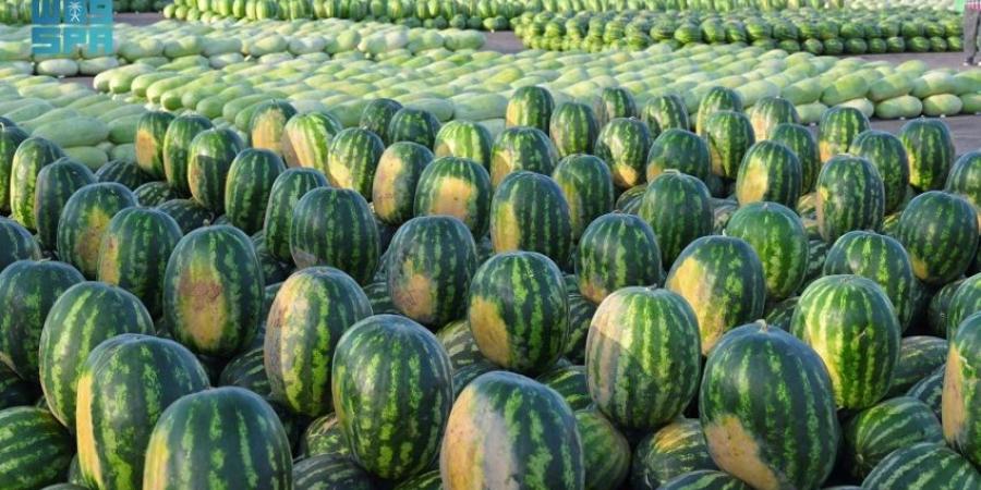 فاكهة الصيف.. البطيخ يعود إلى الأسواق مُعلنًا انطلاق موسمه وسط إقبال من المتسوّقين - لايف نيوز